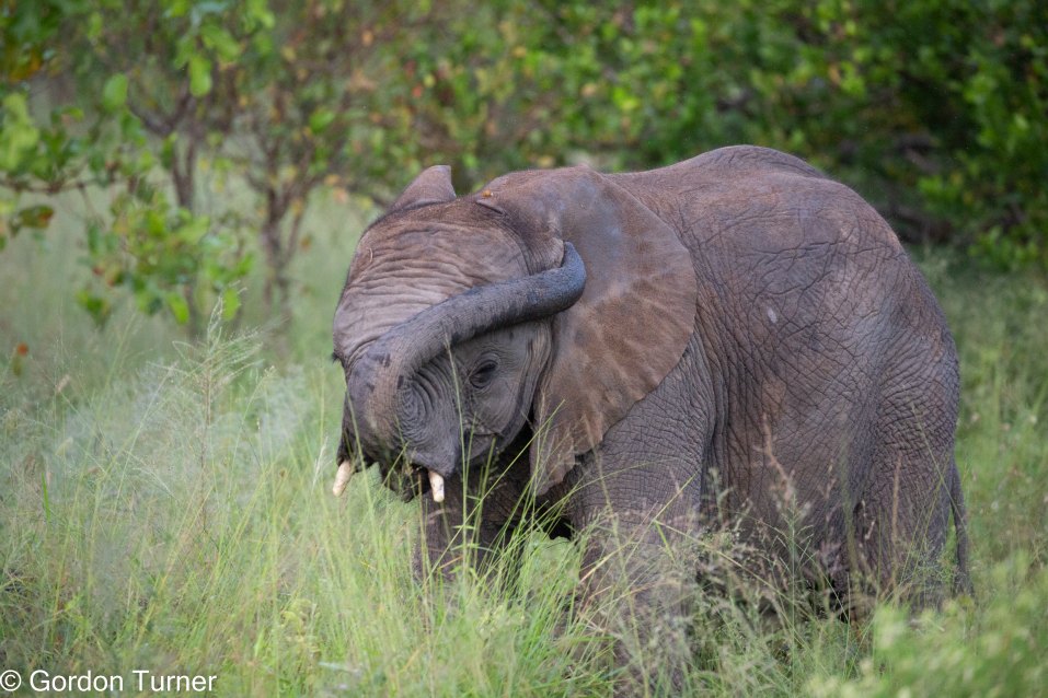 <h2>The Best of South Africa Escorted 2023</h2> 14 Nights | 6 Rounds | March 11 - 25